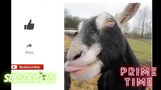 Funny and Cute Goat Videos Compilation - Baby Goat