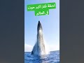 لحظة قفز اكبر حوت في العالم سبحان الله  the jump of whale #shorts #whale #ocean #sea #animals