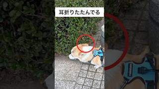 【生後11ヶ月】折りたたみッヌ【コーギー犬のはる】#コーギー #犬のいる生活 #shorts @corgi.harukun