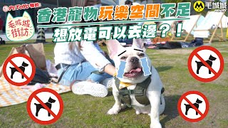 【PETOYO特約 毛城城街訪】香港寵物玩樂空間不足 想放電可以去邊？！｜毛城城MoCity