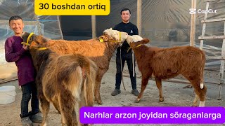 Boqma va yosh buqalar ģunajinlar narhlari arzon joyidan.