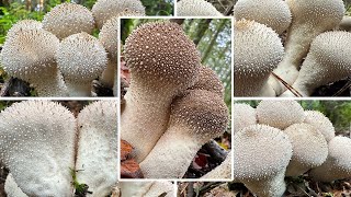 Flaschenstäubling essbar? | Flaschenbovist, Warzenstäubling, Staubbuff, Lycoperdon perlatum