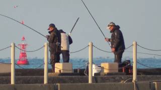 お正月から何やら堤防から大物魚がヒットしたようです！　　和歌山釣太郎