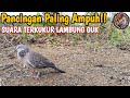 PANCINGAN PALING AMPUH!!! SUARA TERKUKUR LAMBUNG GUK