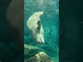 【ベルーガ】グレイさんのバブルリング出した後のどや顔キュン 名古屋港水族館