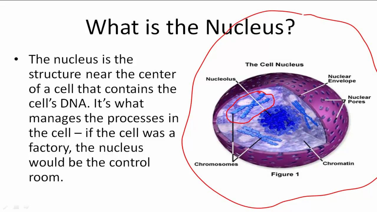 Nucleus Definition Structure Functions And Diagram