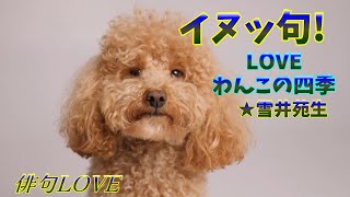 2024年12月13日「 LOVEわんこの四季☆雪井苑生」俳句LOVE