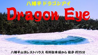 【八幡平ドラゴンアイ】Hachimantai Dragon Eye▽八幡平龍眼▽藍龍眼▽하치만다이 드래곤 아이