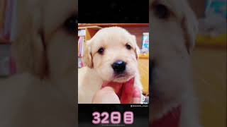 レオの20日間の成長記録【ゴールデンレトリバー】Leo-Golden Retriever-