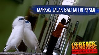 Grebek Kandang, Peternak Jalak Bali Terbaik Sejawa Barat