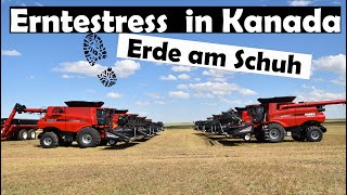 Erntestress in Kanada mit Case Quadtrack