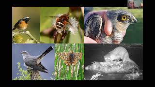 Farming for Nature on Dartmoor