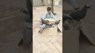 8 New Pigeons 4 Shirazi 2 Mukhi 1 Highflyer 1 Dobaz 💝||#shorts #shortsfeed #viral