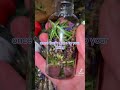 Smokeless smudge spray #rituals #witchcraft #spiritual #rituales https://linktr.ee/reddirtrituals