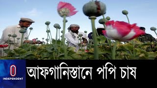 তালেবান ক্ষমতা নেয়ার পর চরম অর্থনৈতিক সংকটে আফগানিস্তান || Afghanistan-Poppy Cultivation