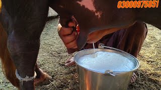 Top Milking Nili Ravi Buffalo's for sale in punjab pakistan on youtube 23 February 2025