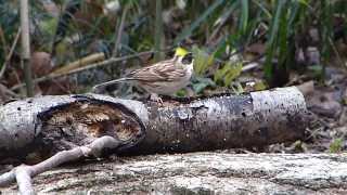 野鳥動画　「ミヤマホオジロ」♂