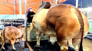 The Viral Muscular Bull from Brownie's Ranch