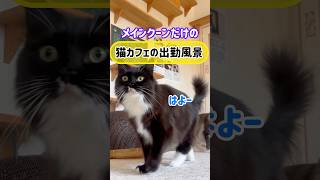 メインクーンだけの【猫カフェの出勤風景】#cat #mainecoon #もふ