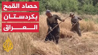 شاهد | قرويون يحصدون القمح يدوياً بإحدى قرى كردستان العراق