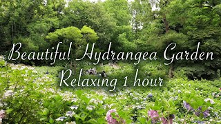 Beautiful Hydrangea Garden. Relaxing 1 hour. [Fixed Camera] 紫陽花 長居植物園 長居公園 作業用