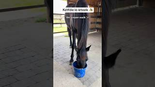 A ti lovatok melyik csoportba tartozik?😆 #horse #equestrian #funny #horseriding #horsegirl