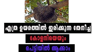 എത്ര ഉയരത്തിൽ ഇരിക്കുന്ന തേനീച്ച കോളനിയെയും പെട്ടിയിൽ ആക്കാം | Catching the honey bees from the top