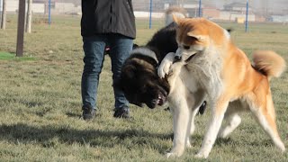 疯狂打架狗王！犬界感人故事，从惹事包到温顺乖宝的奇迹变身