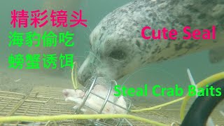 钓螃蟹遭遇海豹，结果悲剧了！Underwater GoPro Video (Smart and Lovely Seal Steals Crab Bait While Crabbing-2021)