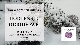 Hortensje ogrodowe i inne rośliny, okrywać czy nie okrywać na zimę?