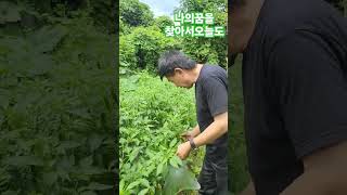 조용필 #꿈 #도시농부  #이영복 ##생활속 #약초교실 #교수님 #모규순 #shorts