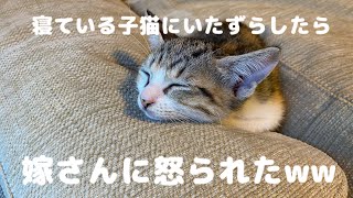 寝ている子猫にいたずらしたら、嫁さんに怒られた(T ^ T)