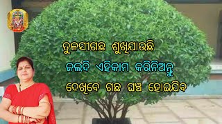 ତୁଳସୀଗଛ ଶୁଖିଯାଉଛି //ଜଲଦି ଗଛରେ ଏହିକାମ କରିନିଅନ୍ତୁ //ଦେଖିବେ ଗଛ ଘଞ୍ଚ ହୋଇଯିବ #Tulsi plant care