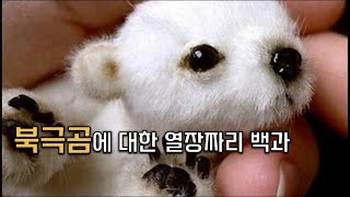 북극곰에 대한 열장짜리백과 / 북극곰에 대해 알아보자