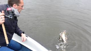 Snoek Oude Ijssel te doetinchem