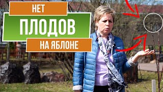 Почему яблоня не плодоносит  🍏 Как увеличить урожай яблони на 100 %