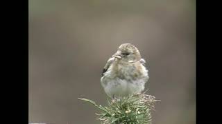 ゴシキヒワ（1）迷鳥（飛島・舳倉島・イギリス） - European Goldfinch - Wild Bird - 野鳥 動画図鑑