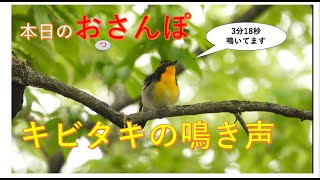 キビタキの鳴き声（3分18秒）・本日のおっさんぽ