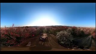 和泉リサイクル環境公園の梅林５Ｋ３６０度動画（２０２１年２月２０日）VR映像なので色んな角度から景色が見られます。