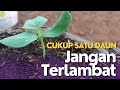 WAKTU PALING TEPAT PINDAH TANAM MELON BUMEGA