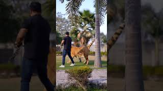 Big Bengal Tiger In Playing Mood |  Nouman Hassan