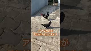 ベナンでよく見る光景🐓ニワトリ歩いてます✨🇧🇯#ベナン #西アフリカ #アフリカ生活 #海外生活 #ニワトリ #にわとり