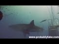 great white shark poops