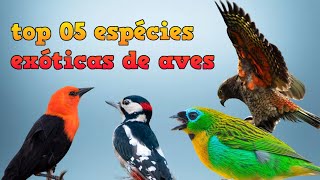 top 05 espécies exóticas de aves