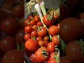 organic tomatoes 🍅 and onions youtubeshorts shortvideo vegetables