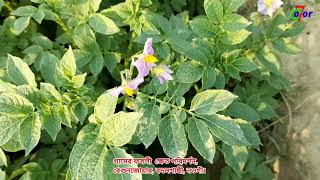 Village farm inspection || গ্রামের ক্ষেত পরিদর্শন