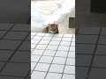 流れた匂いを更新する地域猫ばあちゃん cat さびこ キジトラ猫 地域猫