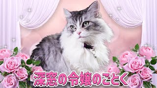 ご令嬢のような猫と庶民な猫たち。The upper class cat and common cats.