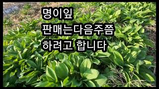 산마늘종근 10년생  명이잎 수량이 얼마 안되요 다음주 판매예정