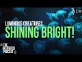 How Do Creatures Produce Living Light? | The Creation Podcast: Episode 24